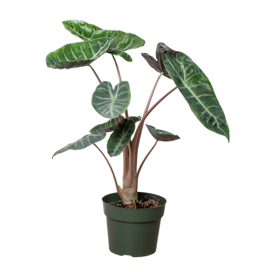 Alocasia Pink Dragon potted plant