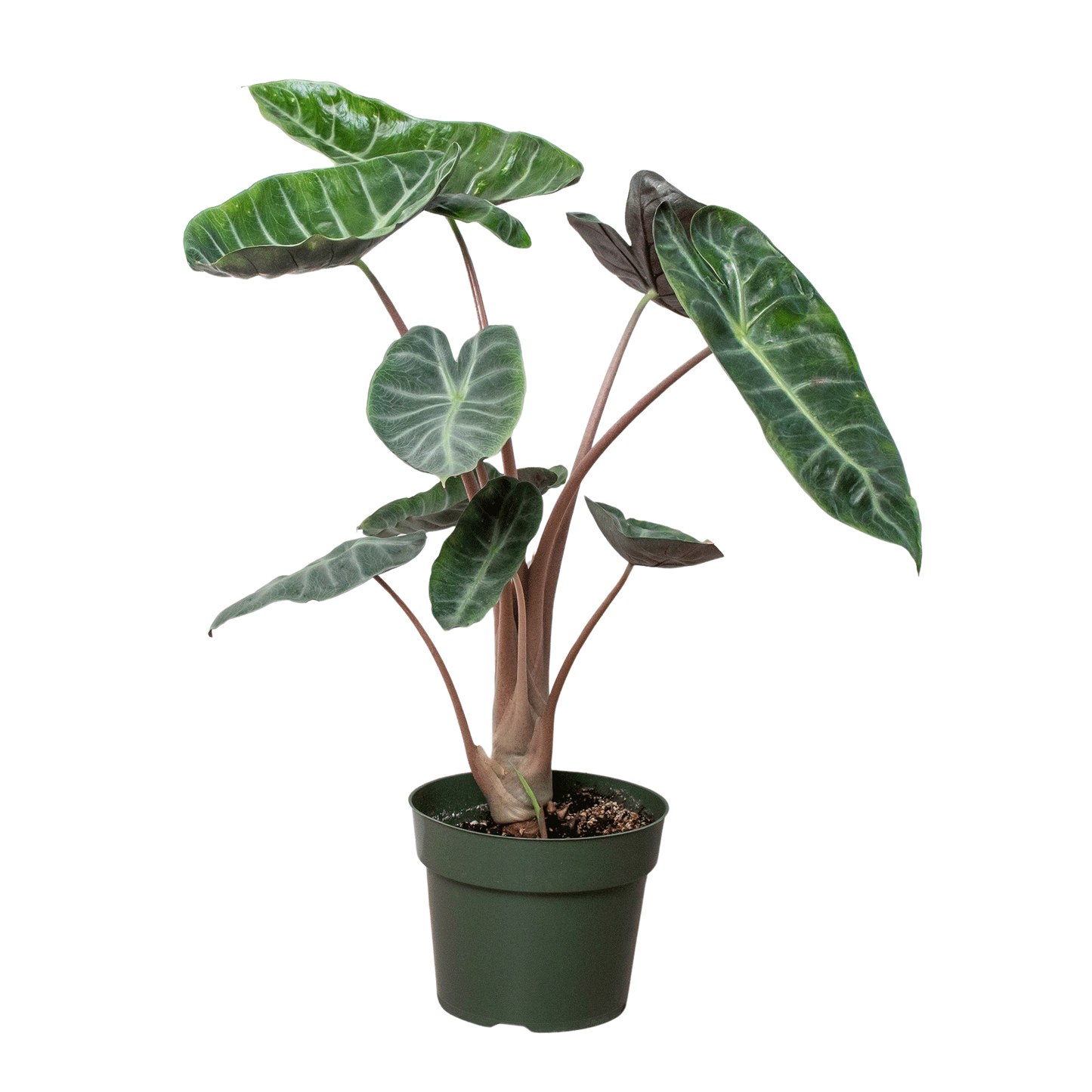 Alocasia Pink Dragon potted plant