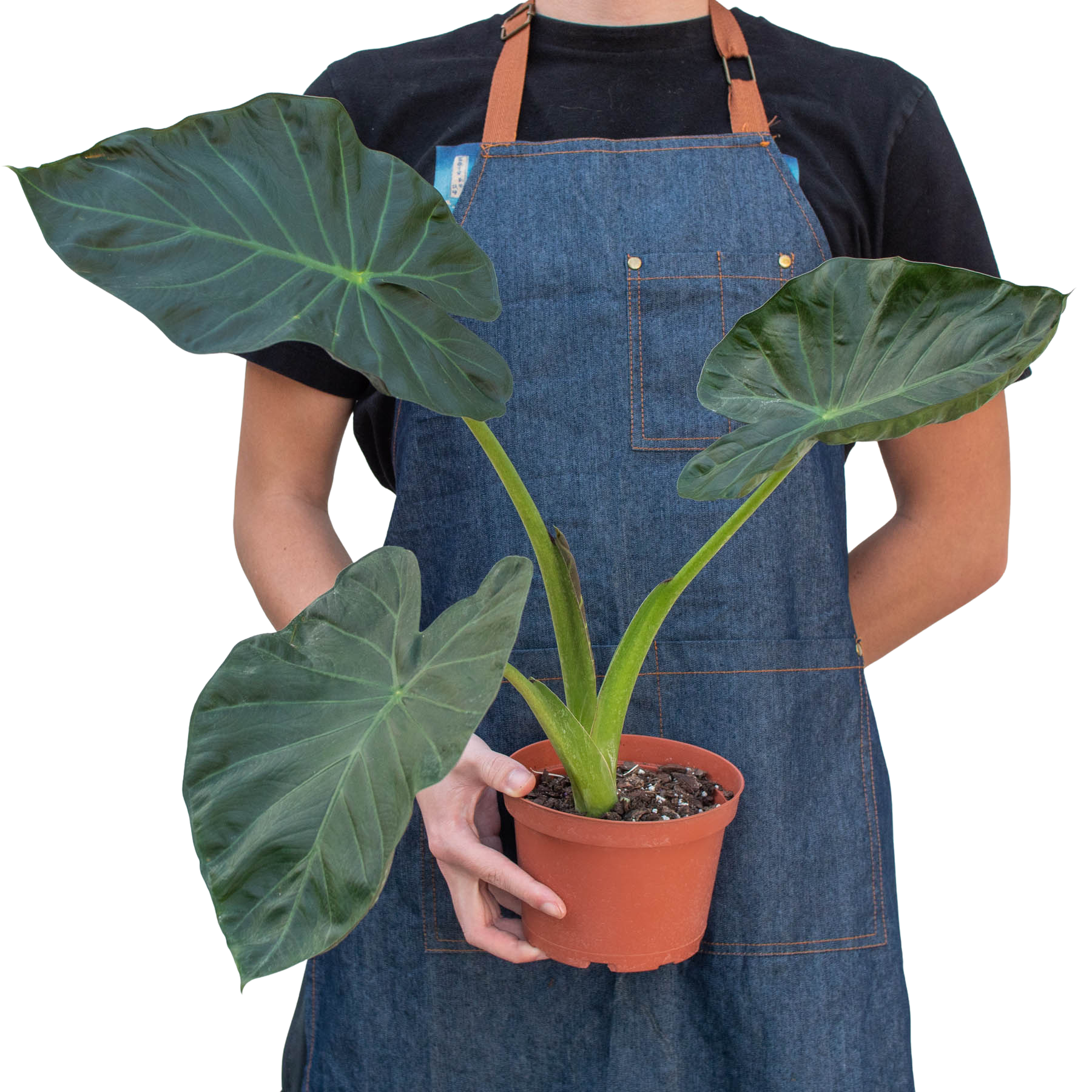 Alocasia 'Regal Shields' potted plant