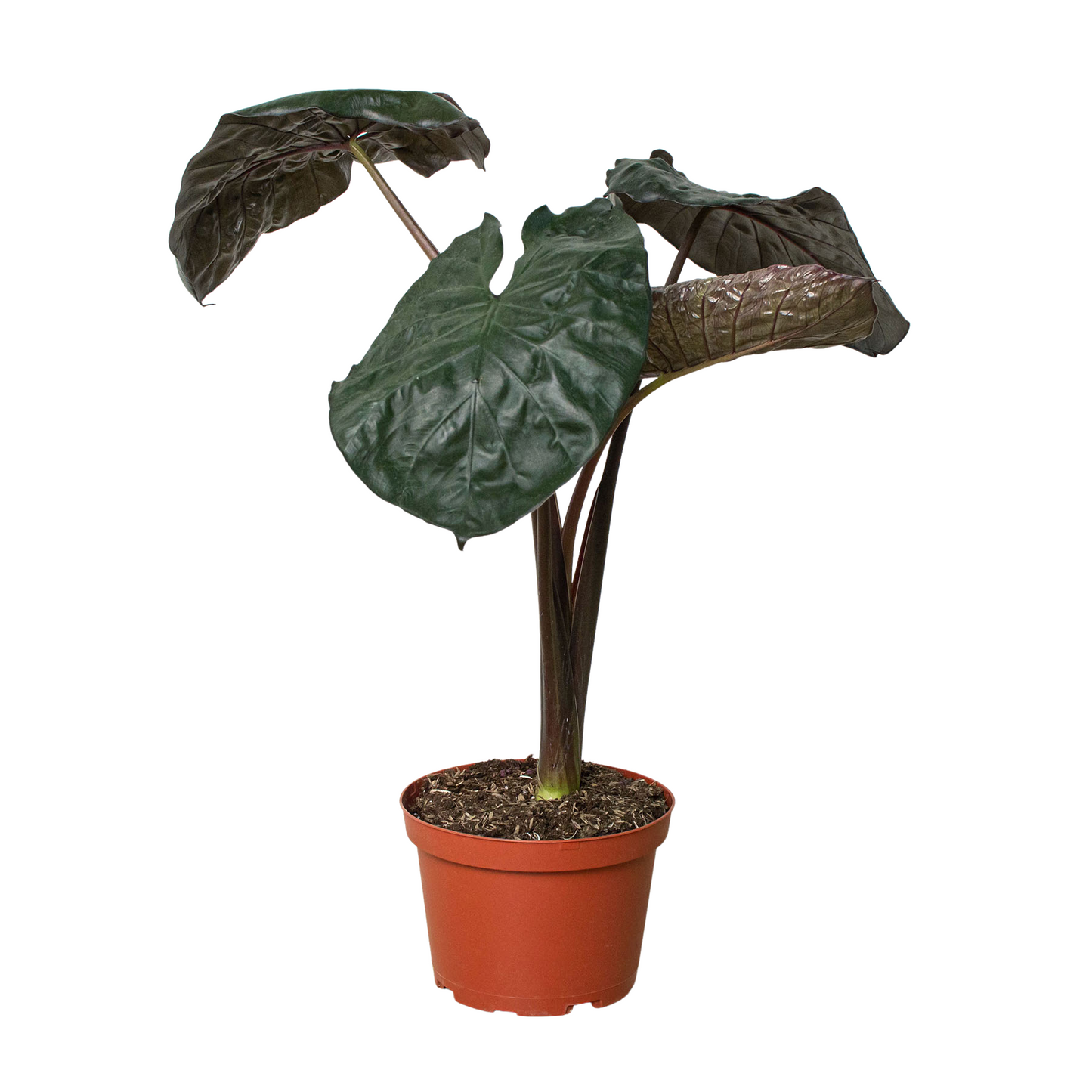 Alocasia 'Serendipity' potted plant
