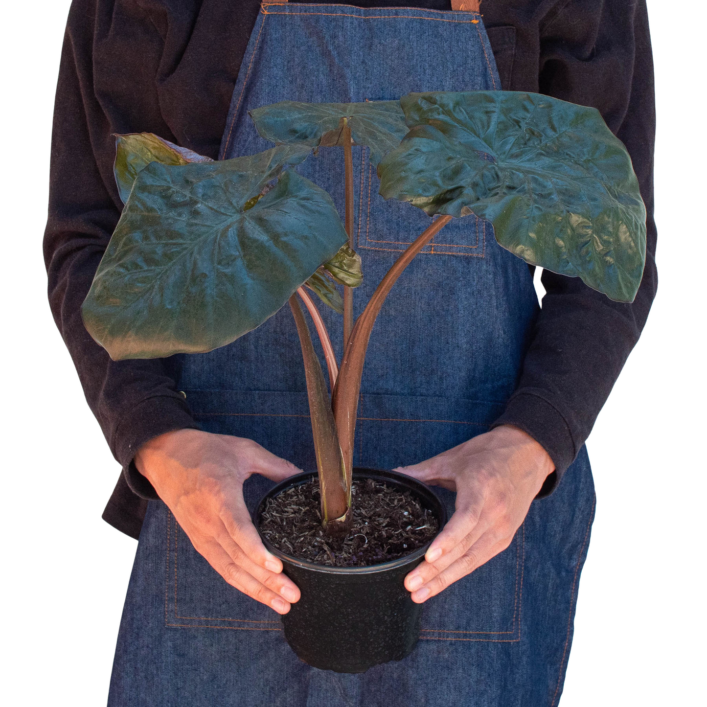 Alocasia 'Serendipity' potted plant