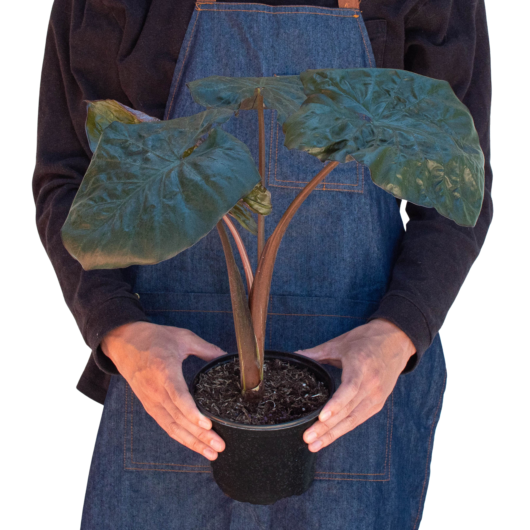 Alocasia 'Serendipity' potted plant
