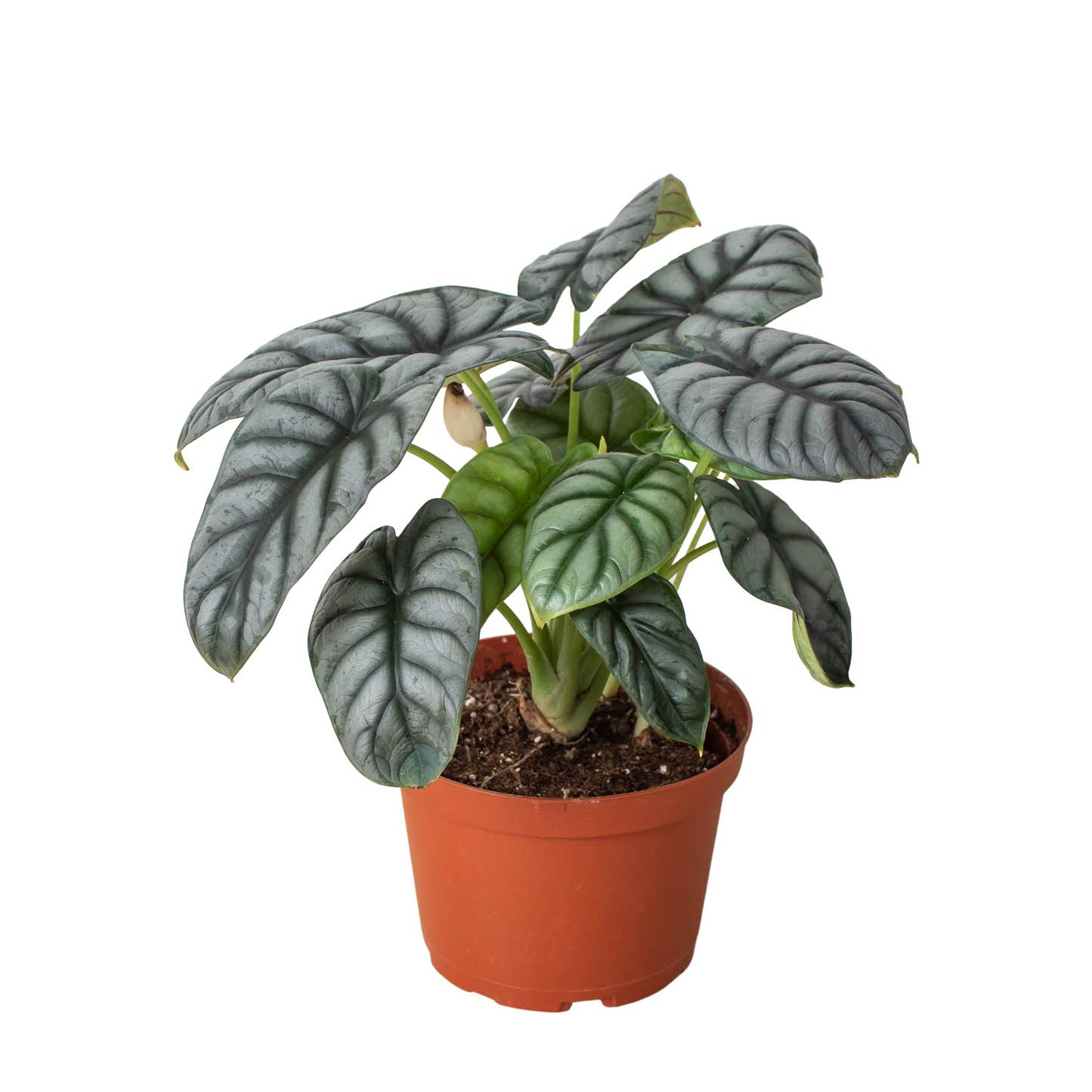 Alocasia Silver Dragon potted plant