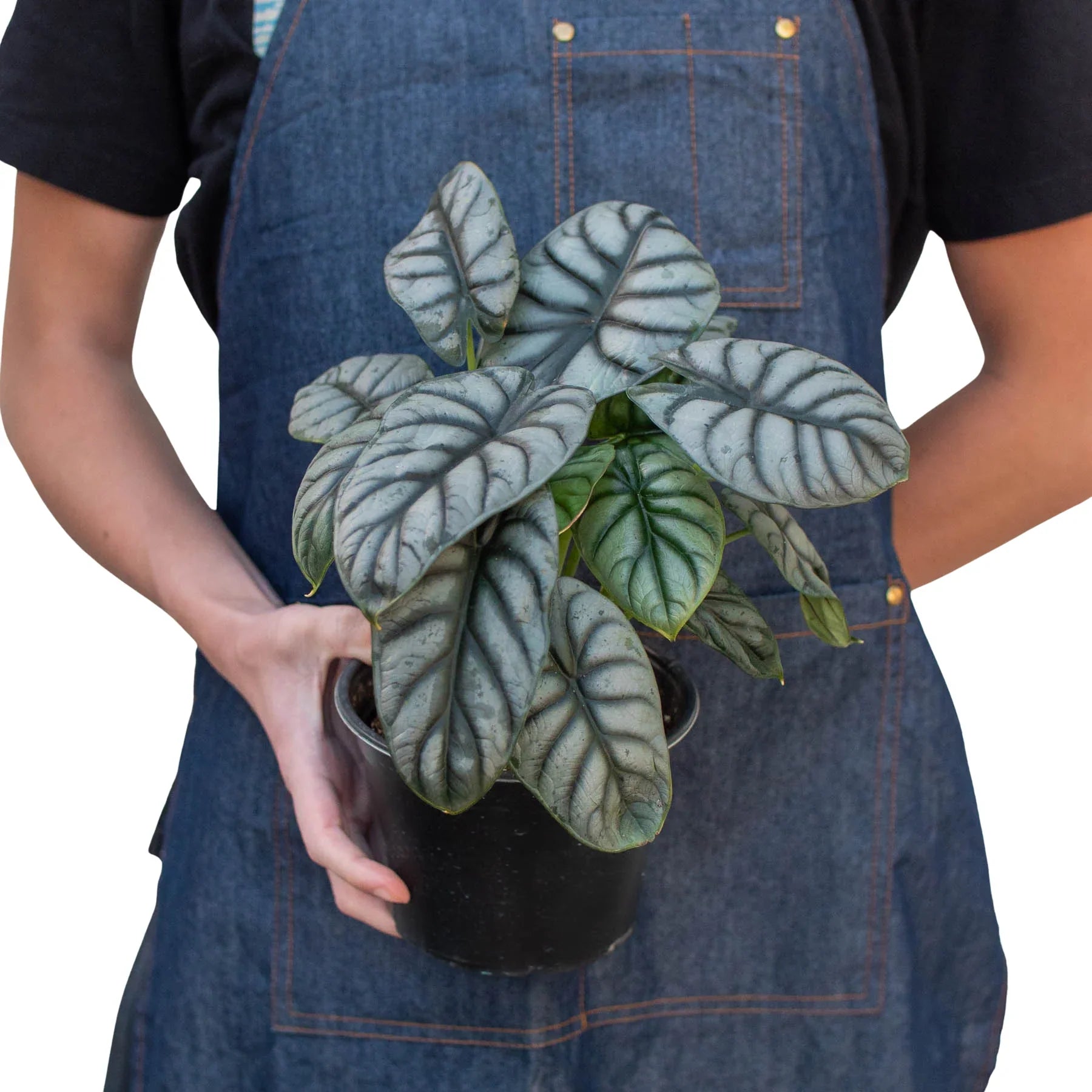 Alocasia Silver Dragon potted plant