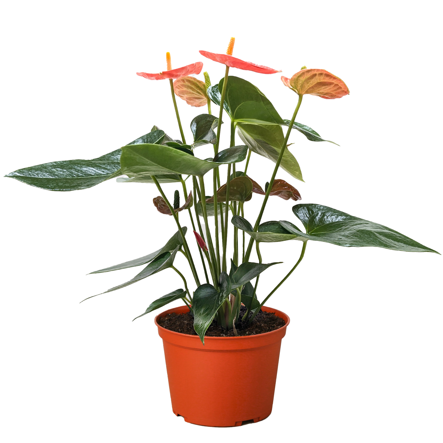 Anthurium 'Orange' potted plant