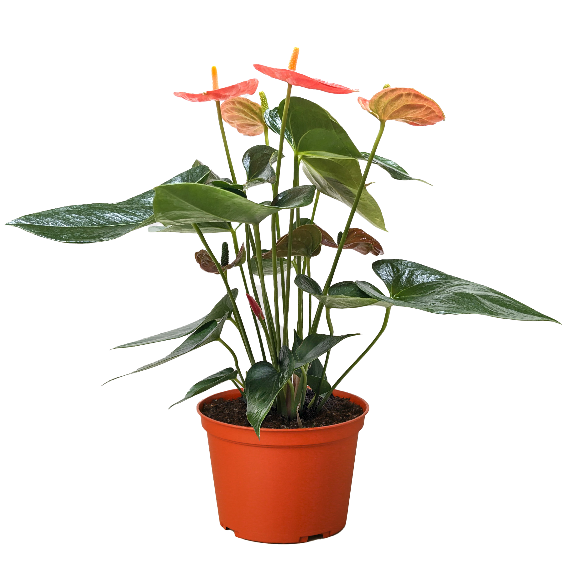 Anthurium 'Orange' potted plant
