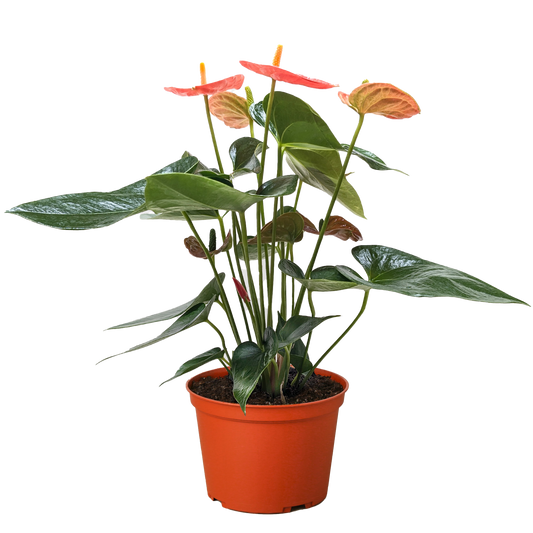 Anthurium 'Orange' potted plant