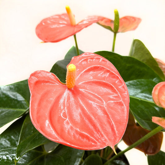 Anthurium 'Orange' potted plant