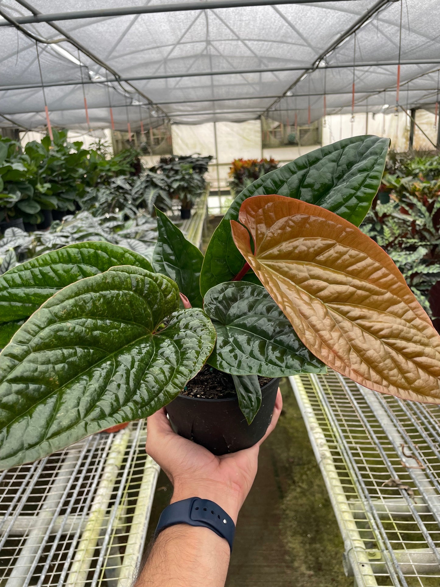 Anthurium 'Radicans x Luxurians' potted plant