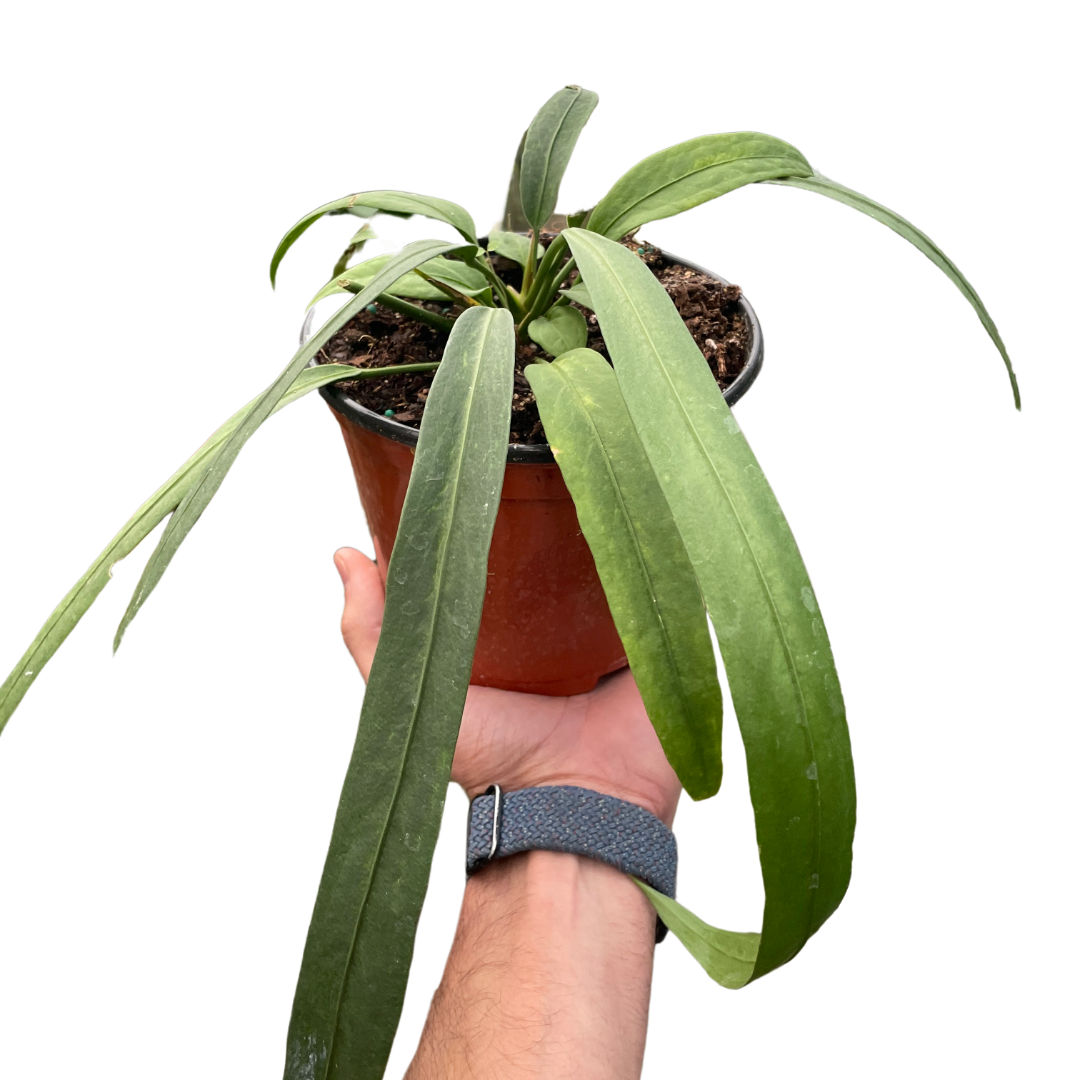 Anthurium 'Vittarifolium' potted plant