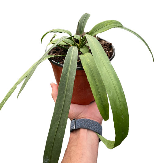 Anthurium 'Vittarifolium' potted plant