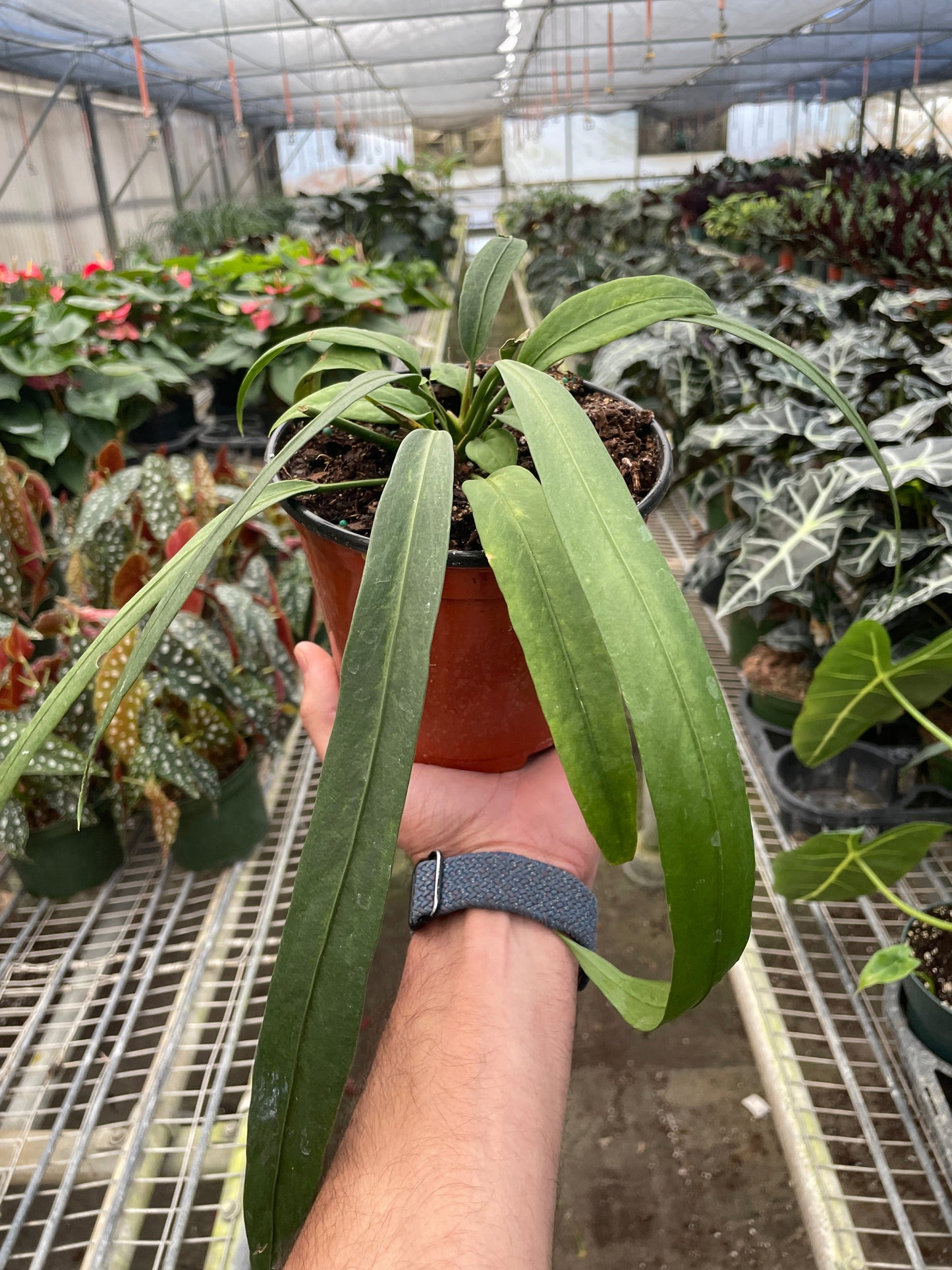 Anthurium 'Vittarifolium' potted plant