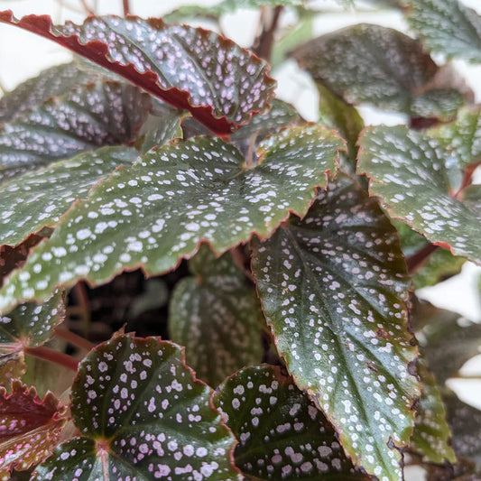 Begonia 'Corallina' potted plant