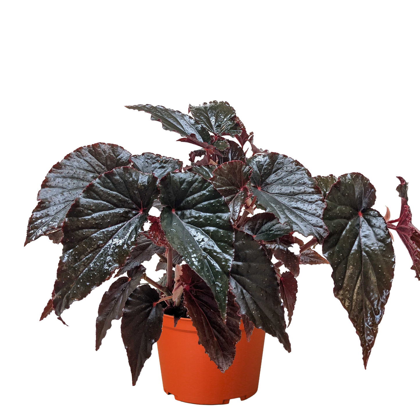 Begonia 'Black Magic' potted plant