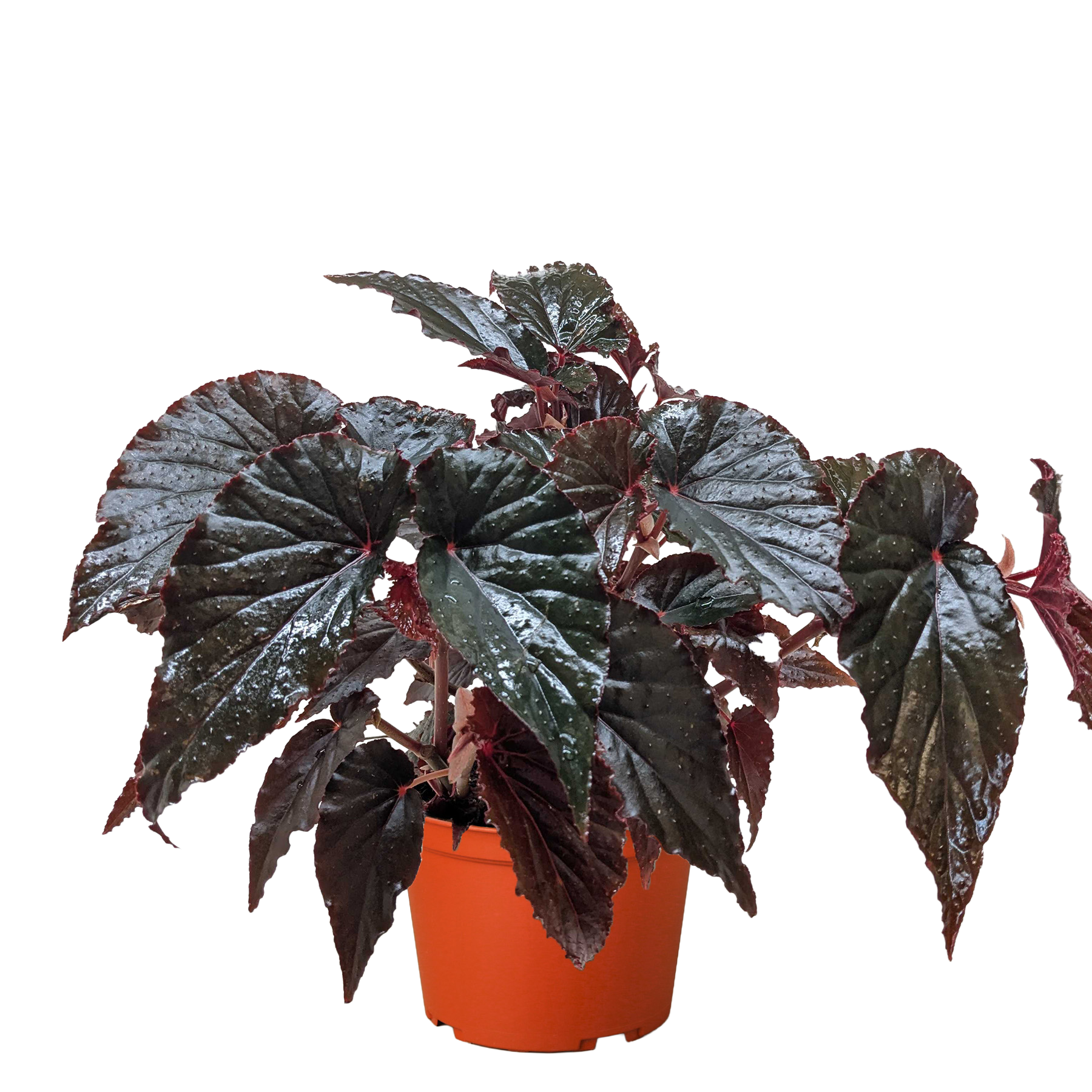 Begonia 'Black Magic' potted plant