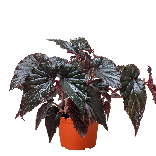 Begonia 'Black Magic' potted plant