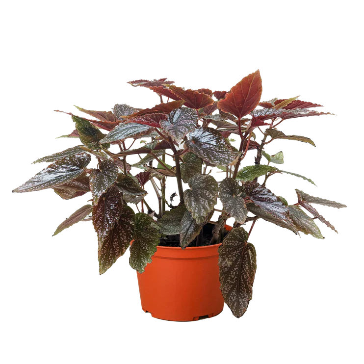 Begonia 'Corallina' potted plant