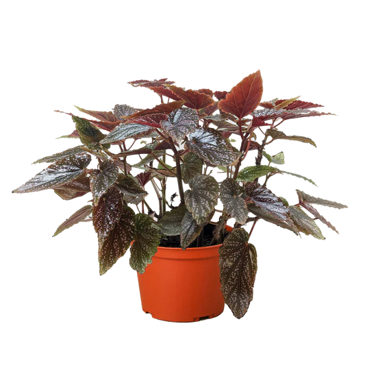 Begonia 'Corallina' potted plant