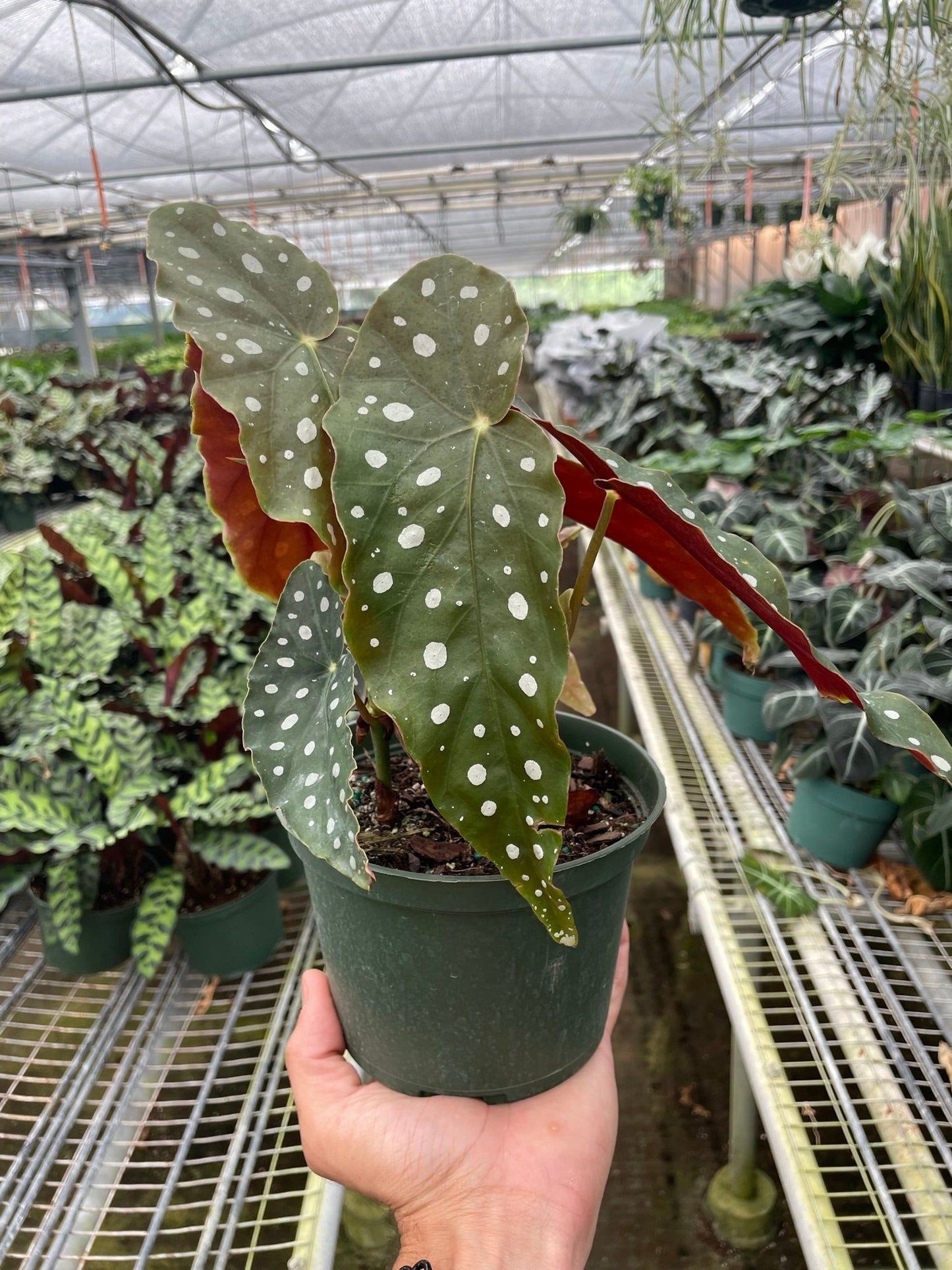 Begonia 'Maculata' 4" potted plant