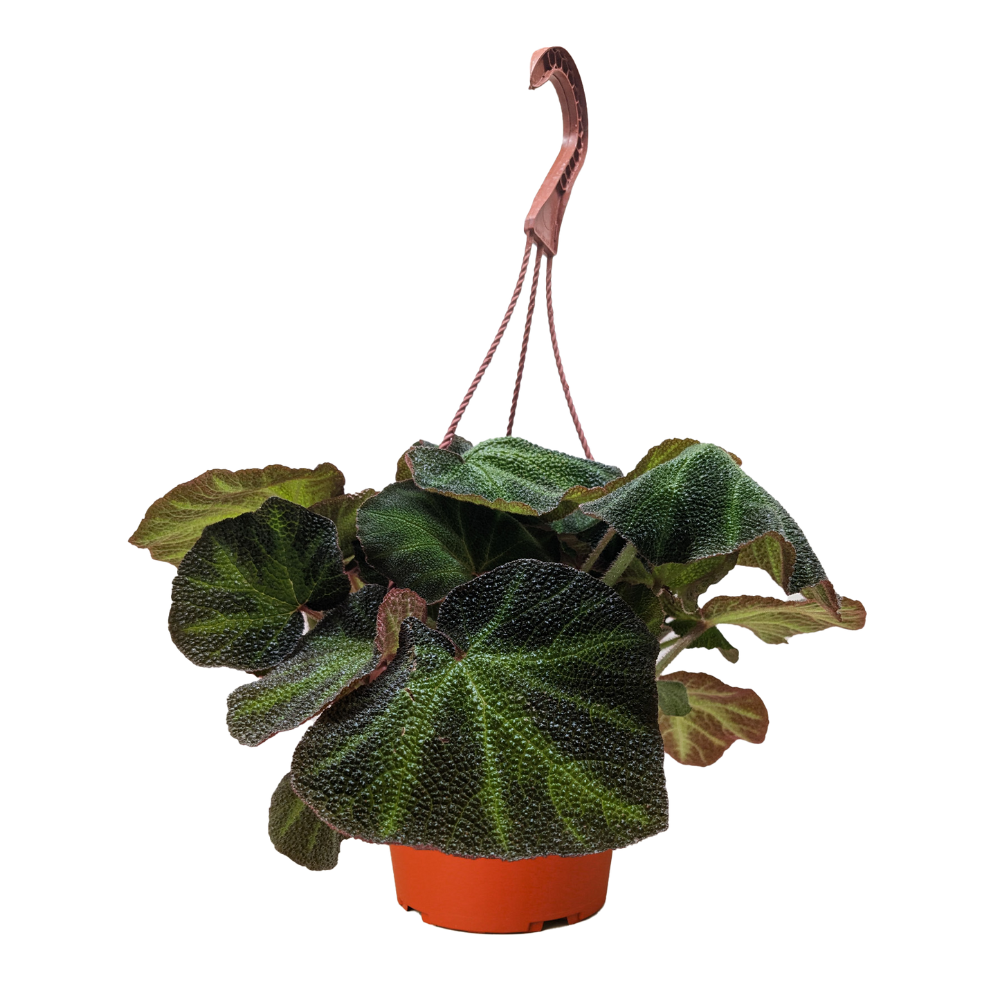 Begonia 'Soli Mutata' potted plant