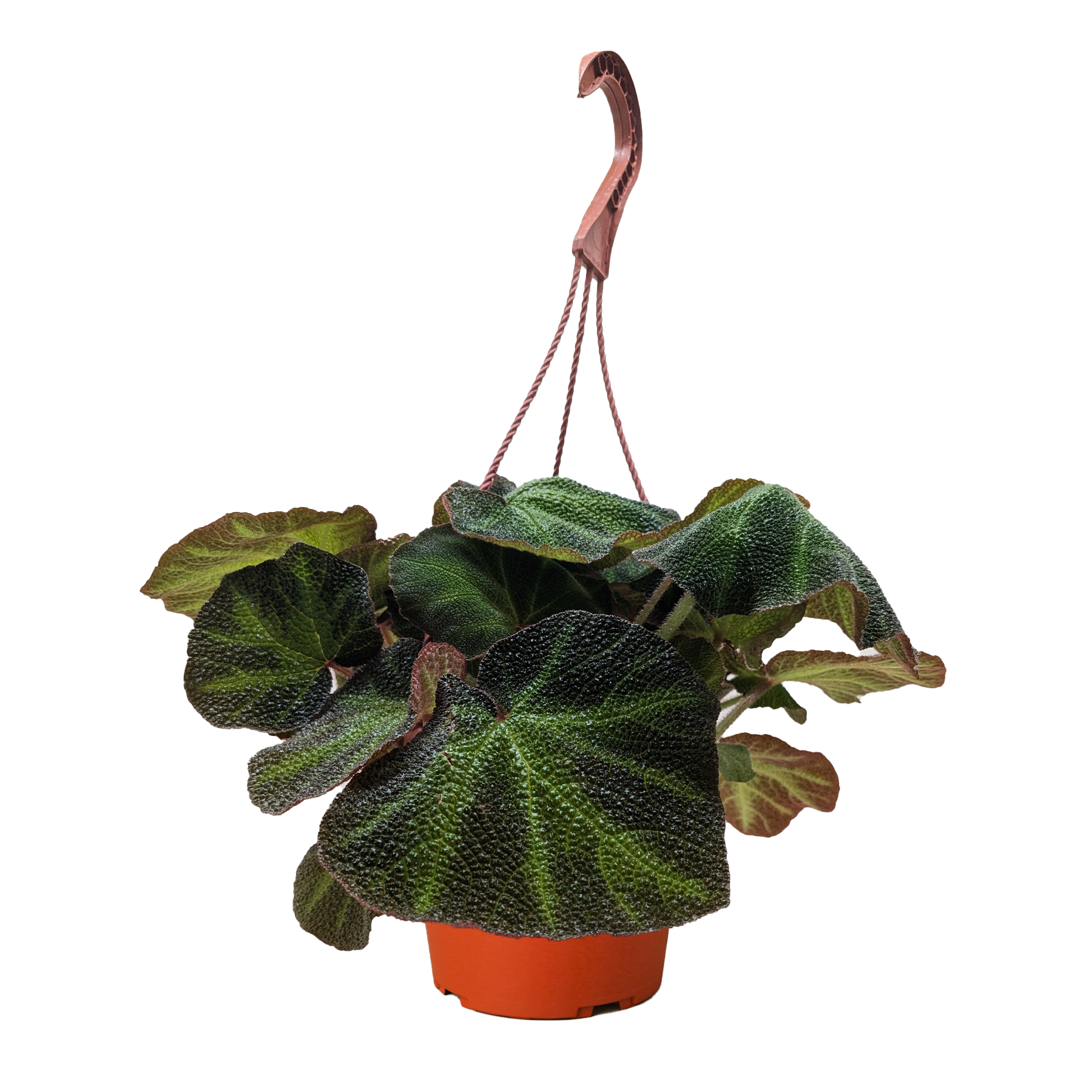 Begonia 'Soli Mutata' potted plant