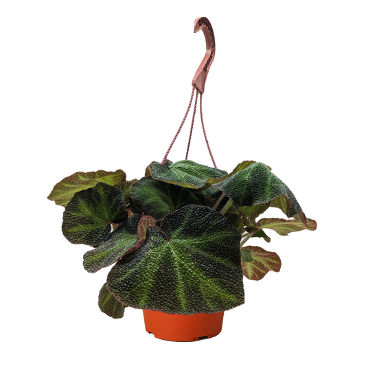 Begonia 'Soli Mutata' potted plant