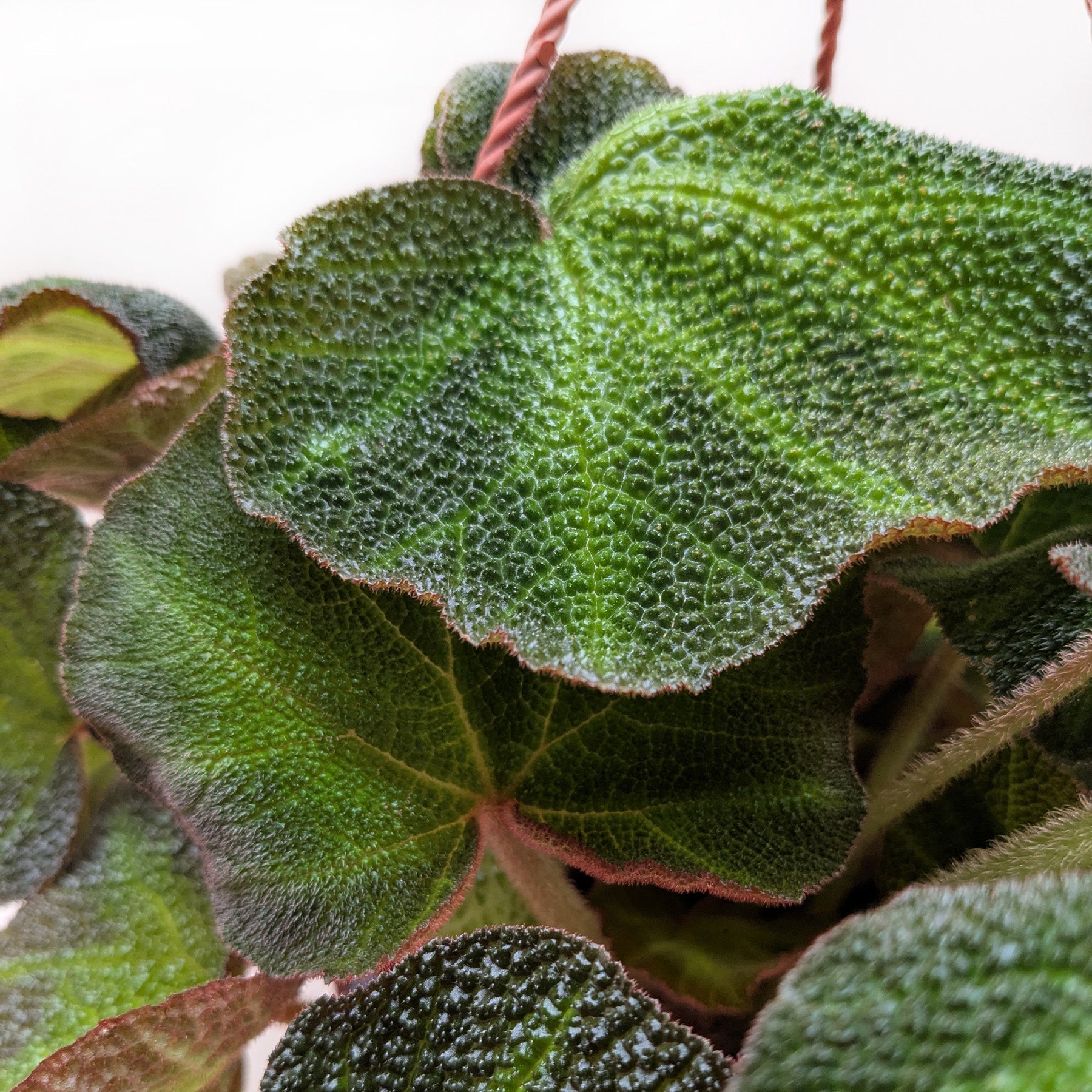 Begonia 'Soli Mutata' potted plant