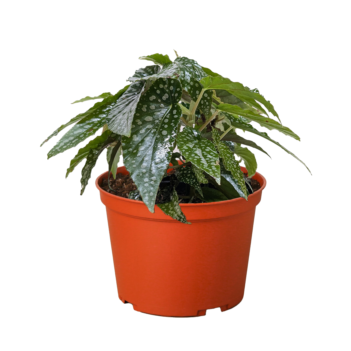 Begonia 'White Ice' potted plant