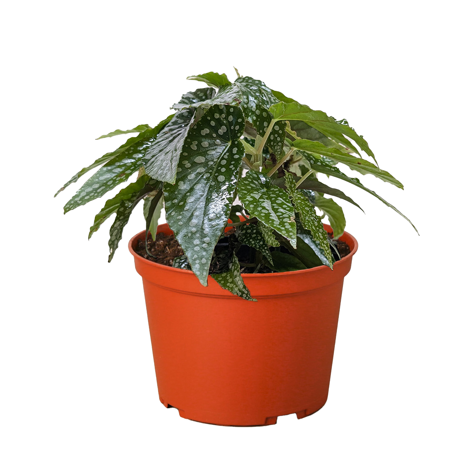 Begonia 'White Ice' potted plant