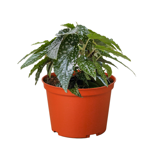 Begonia 'White Ice' potted plant