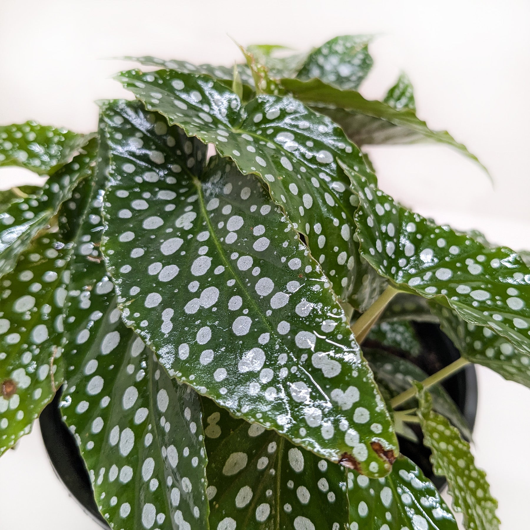 Begonia 'White Ice' potted plant