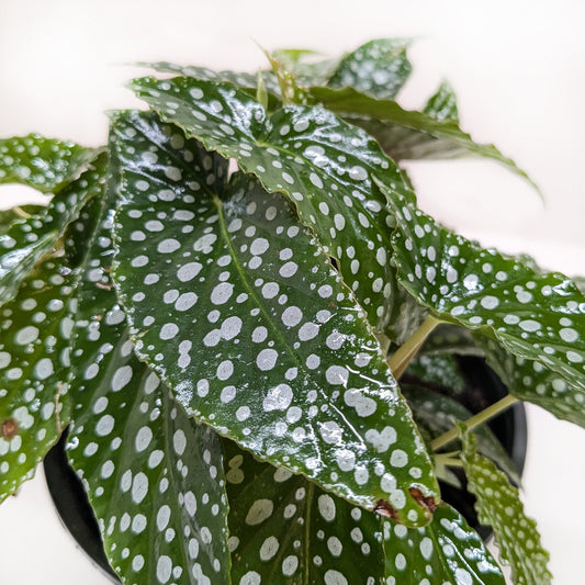 Begonia 'White Ice' potted plant