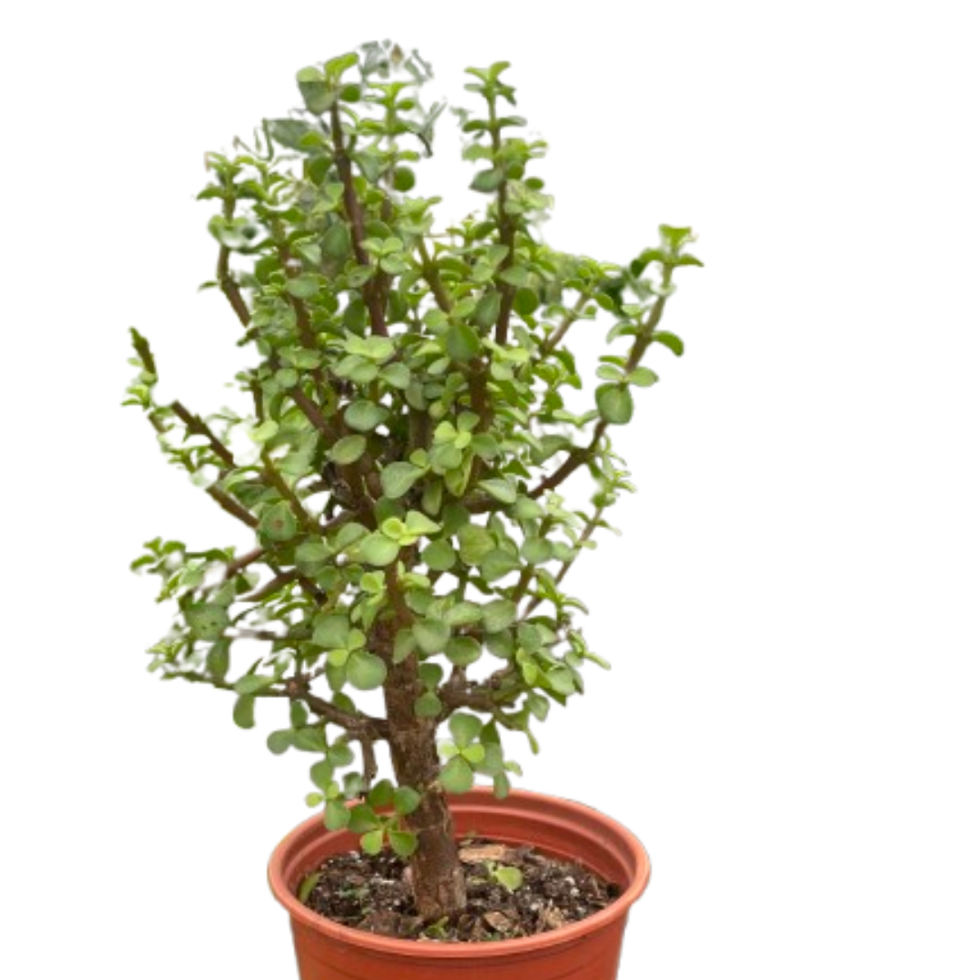 Bonsai Jade Dwarf Green potted plant