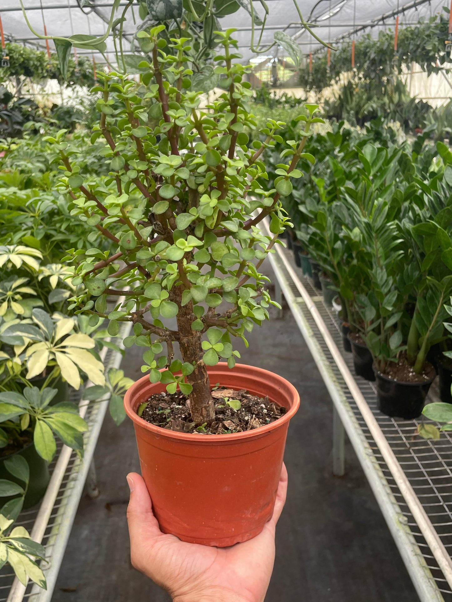 Bonsai Jade Dwarf Green potted plant
