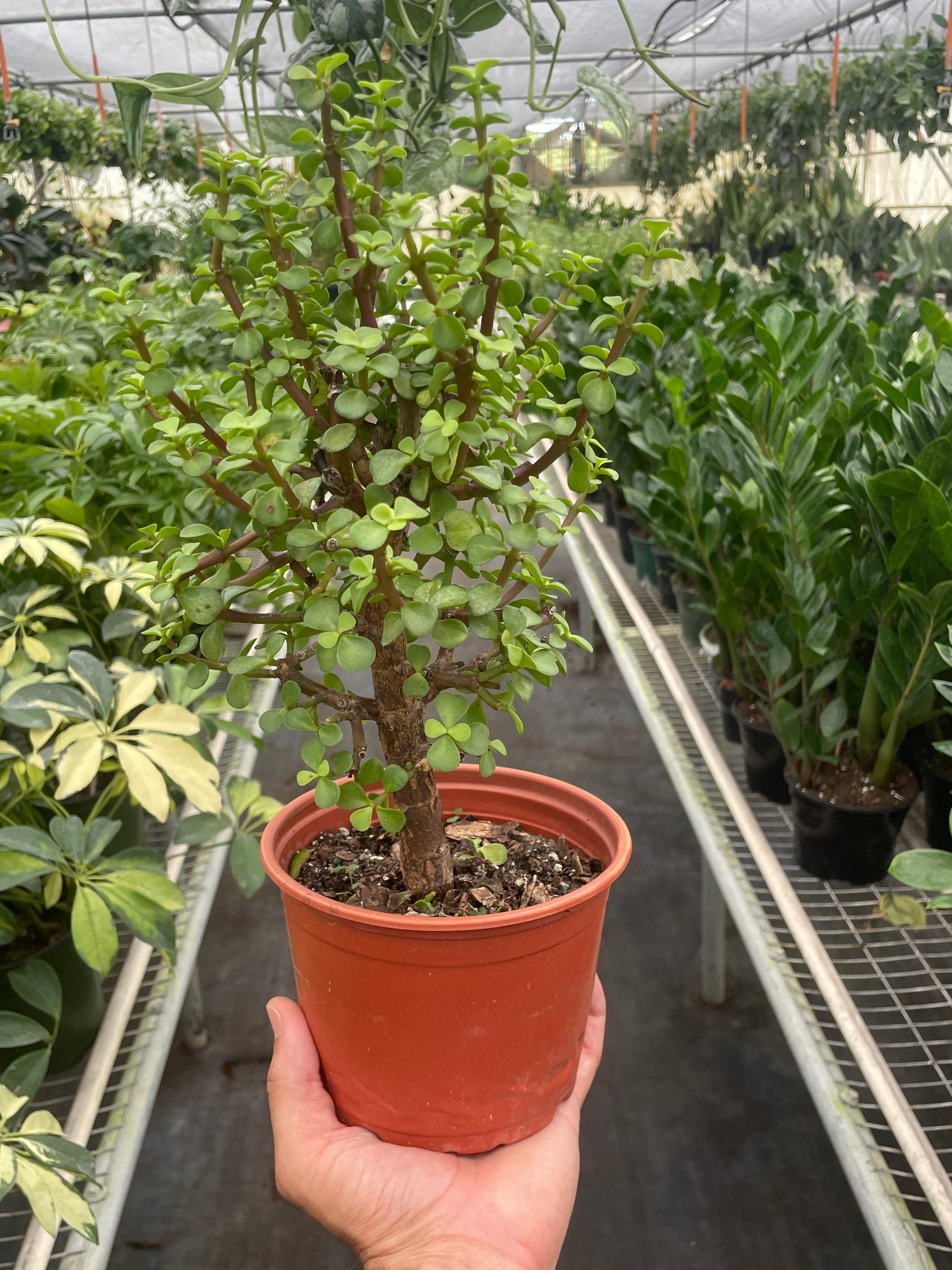 Bonsai Jade Dwarf Green potted plant