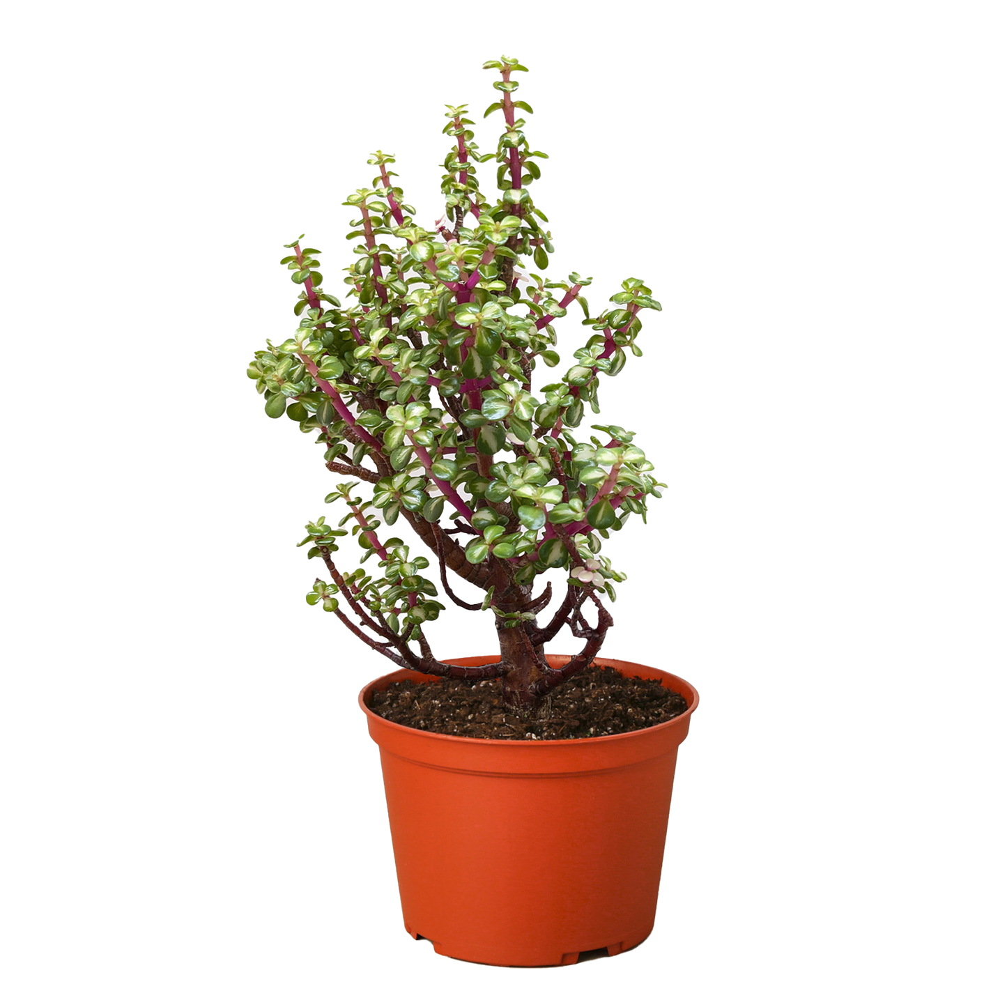 Bonsai Jade Dwarf Rainbow potted plant
