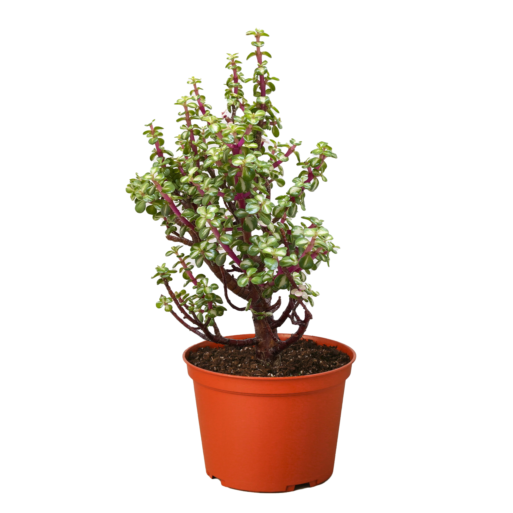 Bonsai Jade Dwarf Rainbow potted plant
