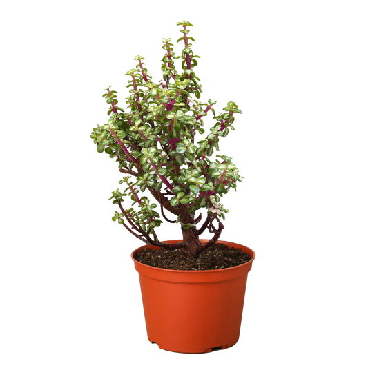 Bonsai Jade Dwarf Rainbow potted plant