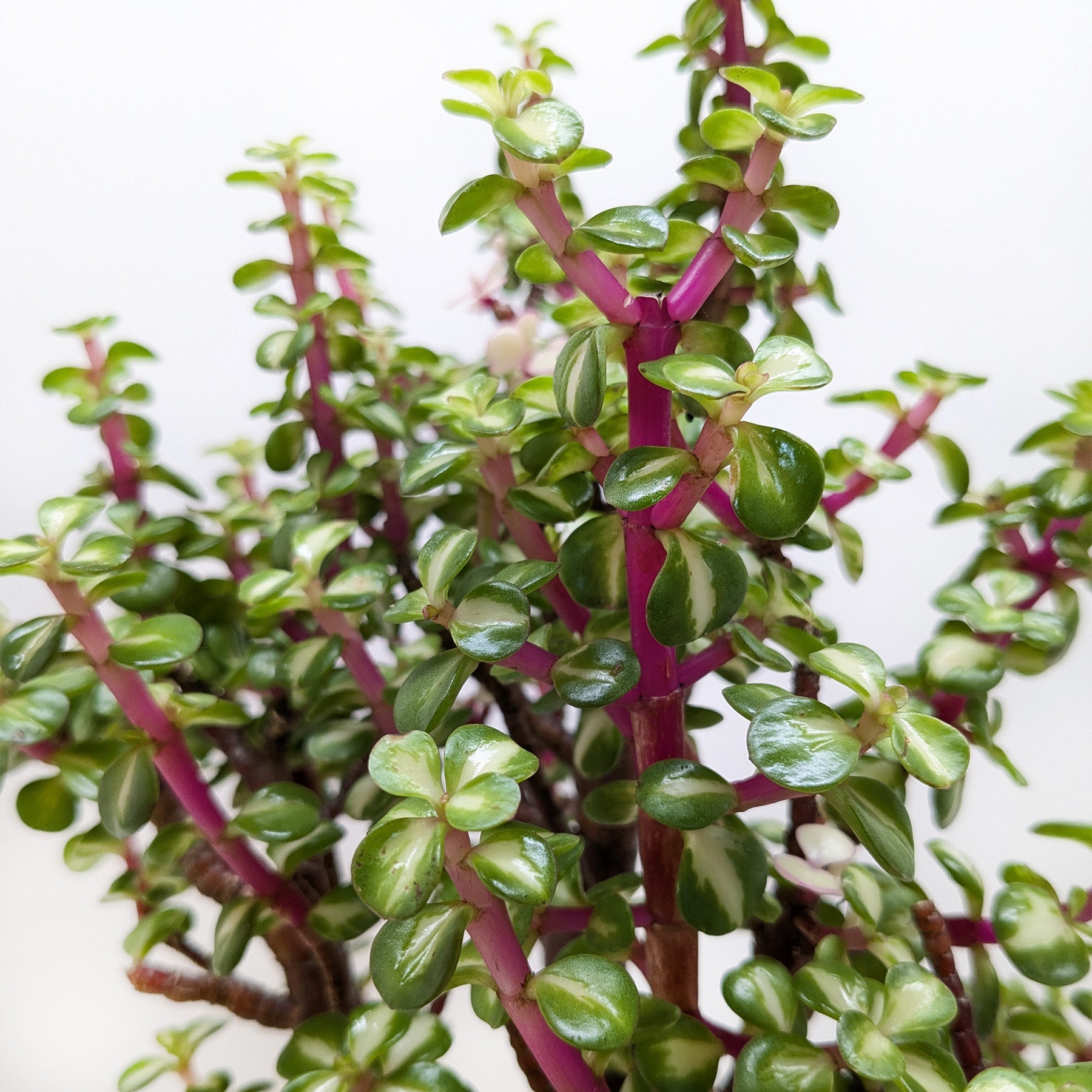 Bonsai Jade Dwarf Rainbow potted plant