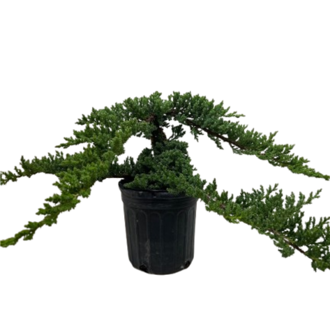 Bonsai Juniper potted plant