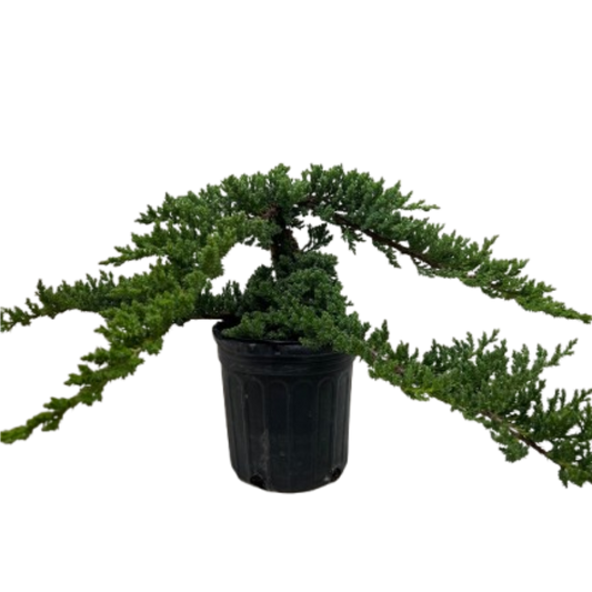 Bonsai Juniper potted plant