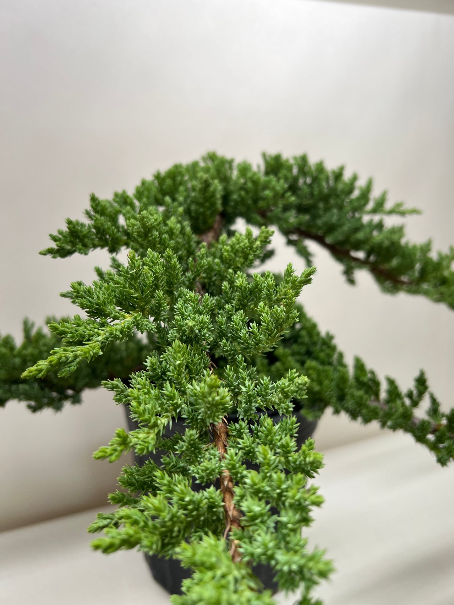 Bonsai Juniper potted plant