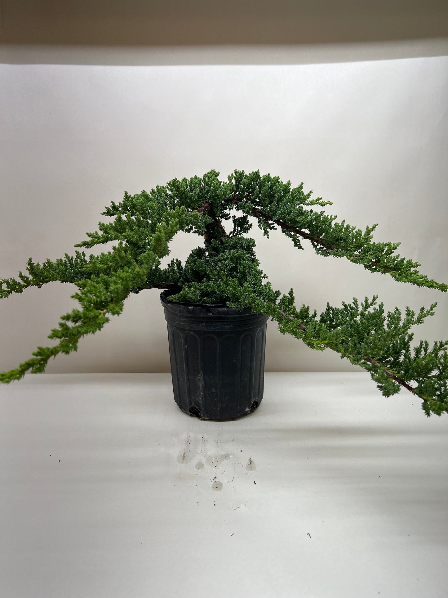 Bonsai Juniper potted plant