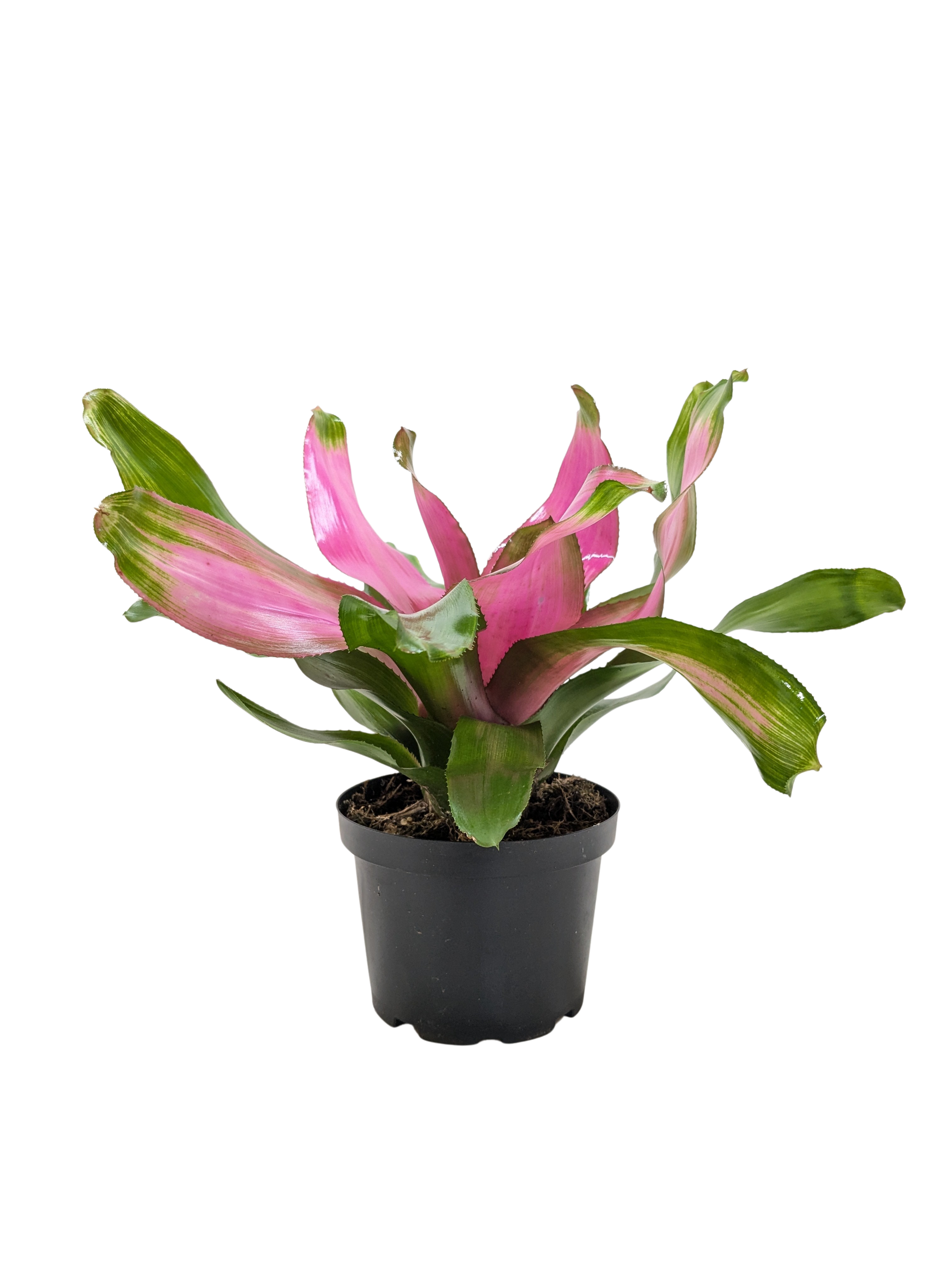 Bromeliad 'Donna' potted plant
