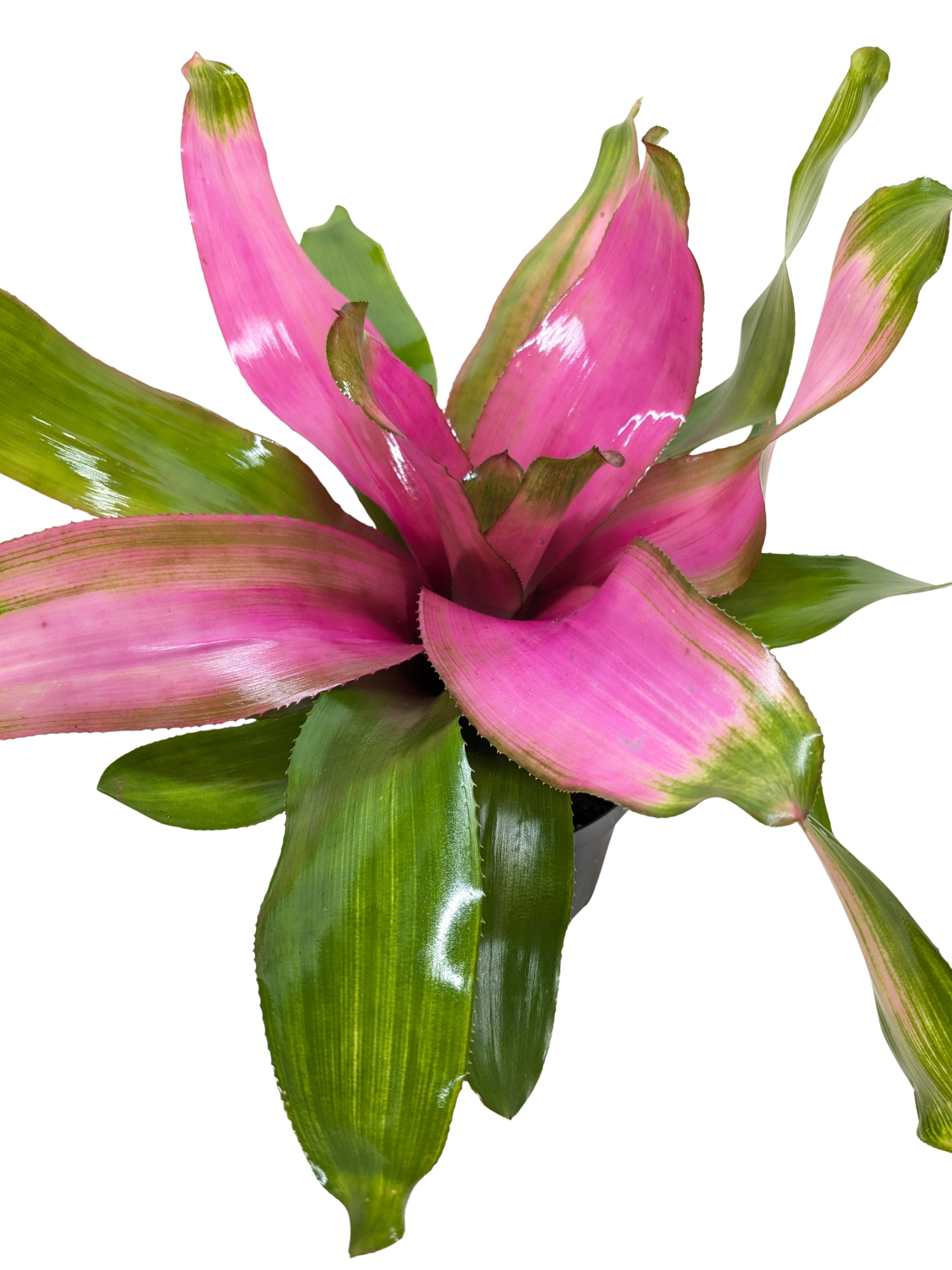 Bromeliad 'Donna' potted plant