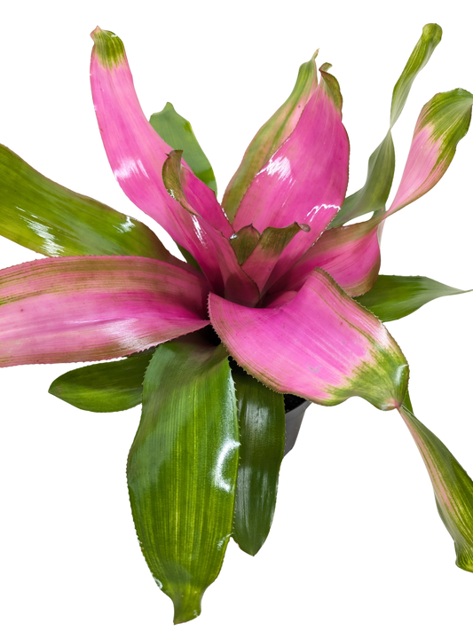 Bromeliad 'Donna' potted plant