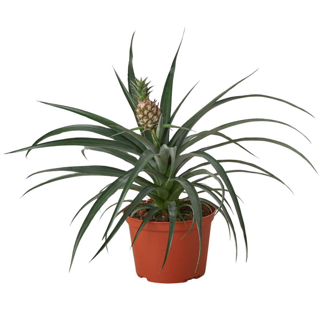 Bromeliad 'Yellow Pineapple' 6" potted plant