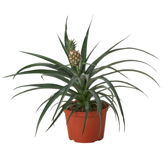 Bromeliad 'Yellow Pineapple' 6" potted plant