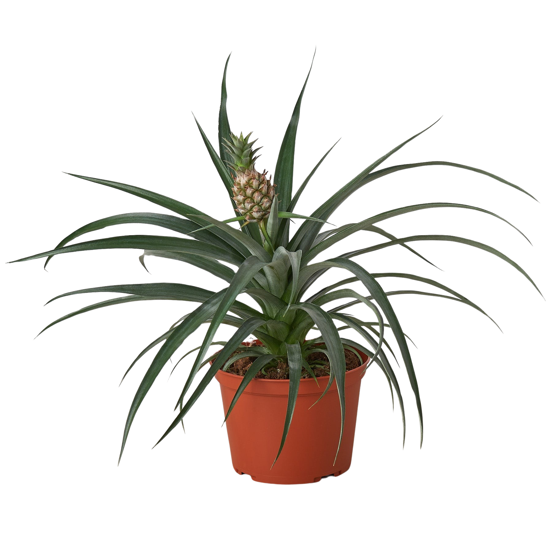 Bromeliad 'Yellow Pineapple' 6" potted plant