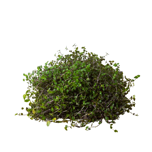 Calasia Repens potted plant